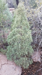 Cupressus revealiana
