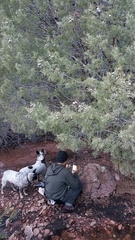 Cupressus revealiana