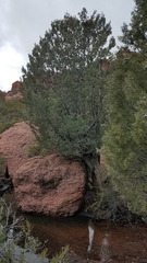 Cupressus revealiana