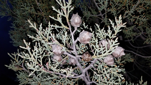 Image of Hesperocyparis revealiana by (c) Alan Rockefeller, some rights reserved (CC BY)