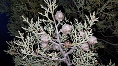 Cupressus revealiana