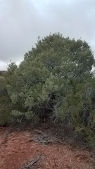 Cupressus revealiana