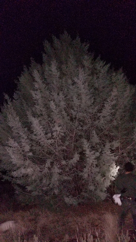 El Rincon cypress (Hesperocyparis revealiana)