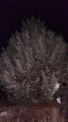 Cupressus revealiana