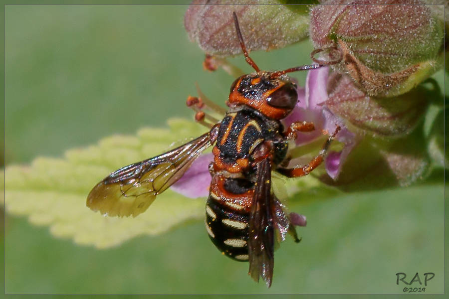 Epanthidium bicoloratum