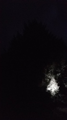 Cupressus revealiana