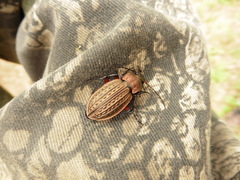 Carabus cancellatus