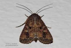 Tycomarptes inferior