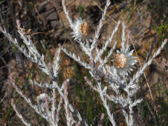 Syncarpha canescens canescens