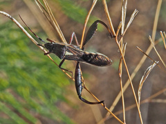 Mirperus jaculus