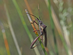Mirperus jaculus