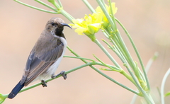 Cinnyris fuscus fuscus