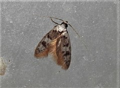 Scatochresis innumera