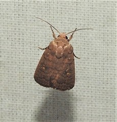 Athetis reclusa