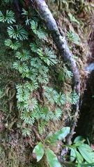 Elaphoglossum peltatum