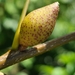 Amphibolips tinctoriae - Photo (c) Nick Furlan, some rights reserved (CC BY-NC), uploaded by Nick Furlan