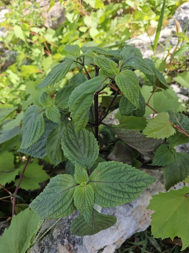 Perilla frutescens iNat (2)