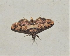 Nacoleia amphicedalis