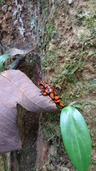 Oophaga histrionica