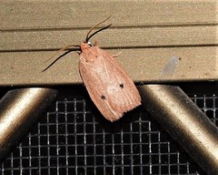 Euprionocera geminipuncta