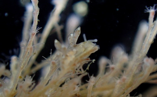 Representative image of Pachycordyle