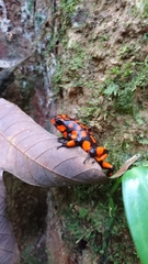 Oophaga histrionica