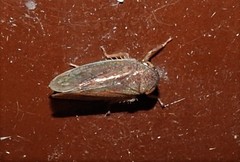 Tartessini