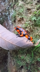 Oophaga histrionica
