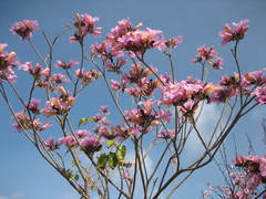 tabebuia impetiginosa