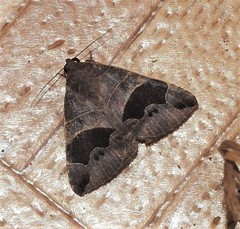 Bastilla solomonensis