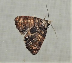 Chlumetia transversa