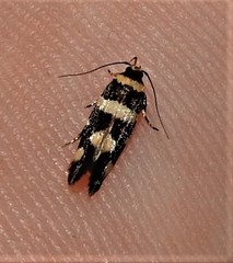 Macrobathra sarcoleuca