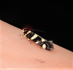 Macrobathra sarcoleuca