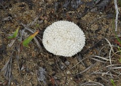 Lycoperdon pulcherrimum