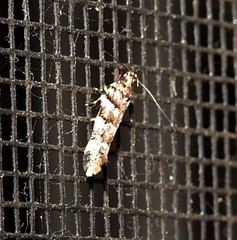 Macrobathra rubicundella