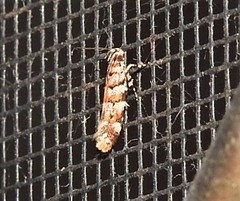 Macrobathra rubicundella