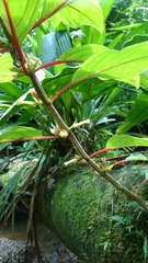 Columnea angustata