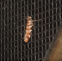 Macrobathra rubicundella