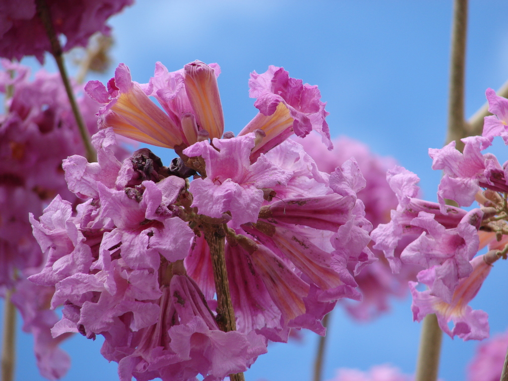 Cortez Negro (Tabebuia impetiginosa) · NaturaLista Colombia