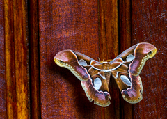 Rothschildia arethusa