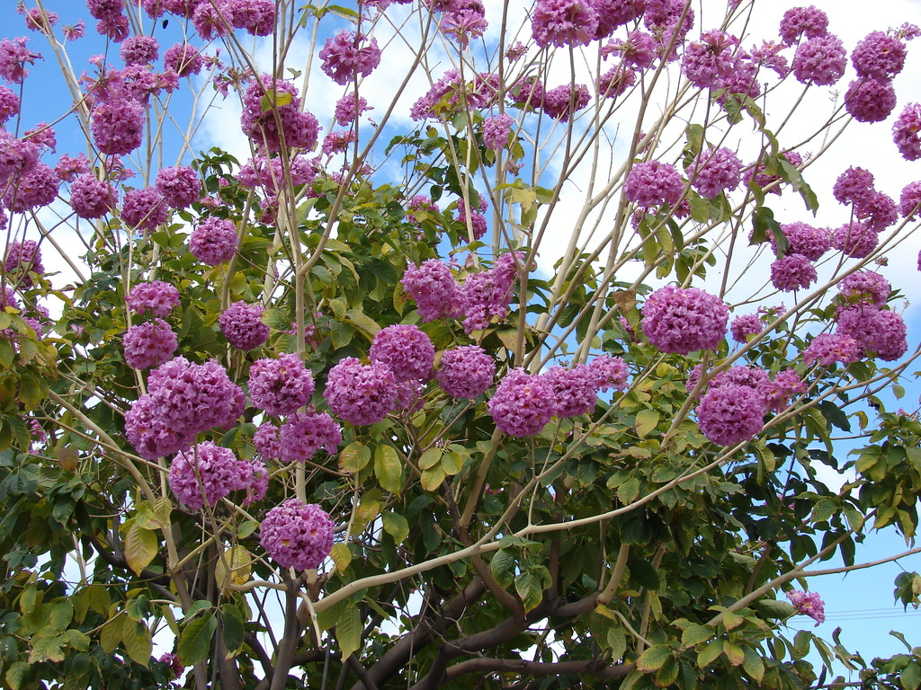 Cortez Negro (Tabebuia impetiginosa) · NaturaLista Colombia