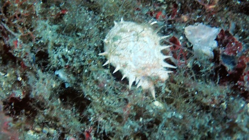 Maja crispata