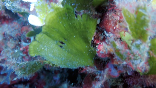 Image of Flabellia petiolata by no rights reserved