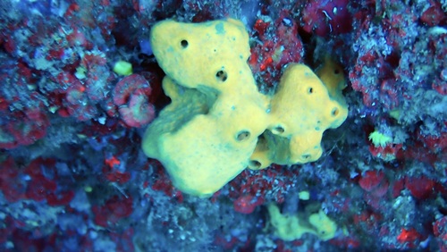 Agelas oroides