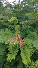 Calliandra houstoniana calothyrsus