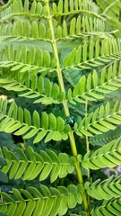 Trichochrysea