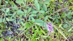 Grona heterocarpos