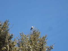 Perisoreus canadensis image