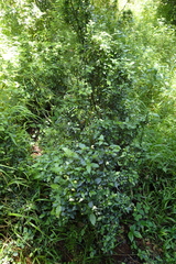 Justicia campylostemon