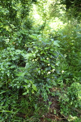 Justicia campylostemon